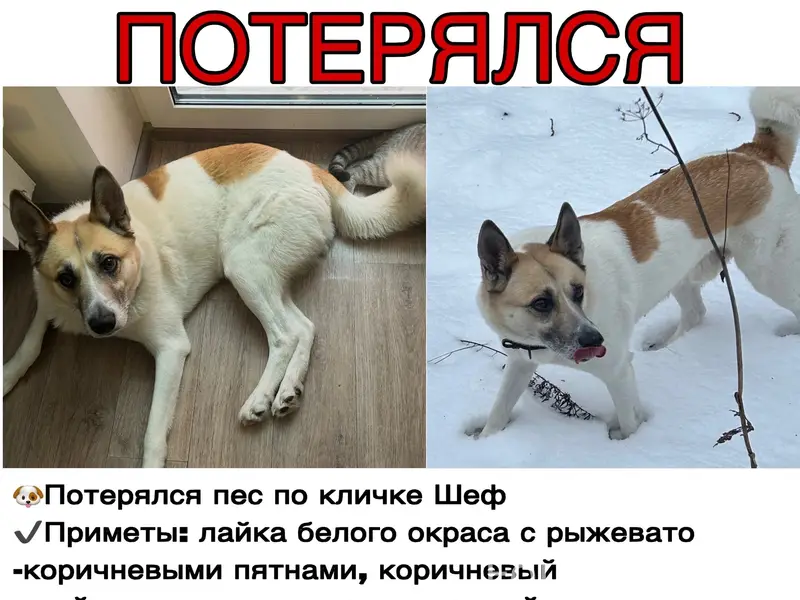Пропал Шеф, Усть-Курашим, Пермь