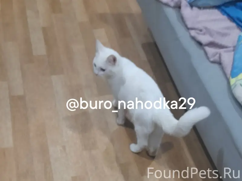 Найдена кошка, ул. П. Осипенко