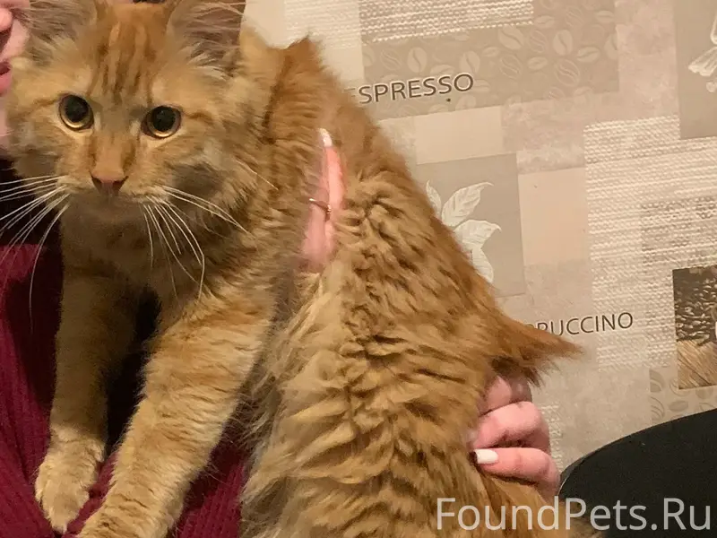 Пропал кот, ул. Школьная