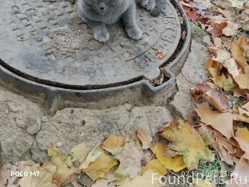 Найден кот, лежит на люке