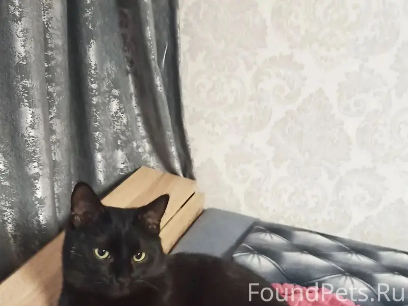 Пропал чёрный кот с коротким хвостом, СНТ Заря