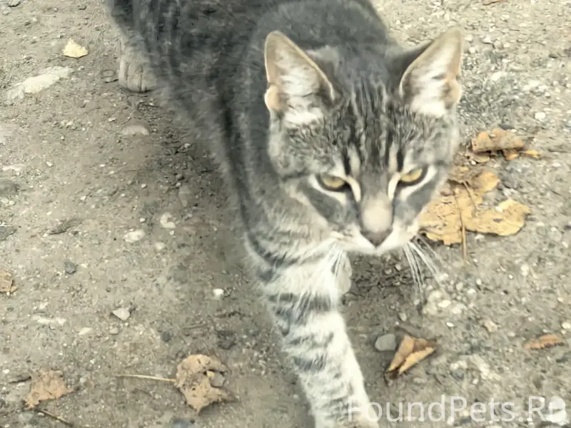 Пропал кот Гастон