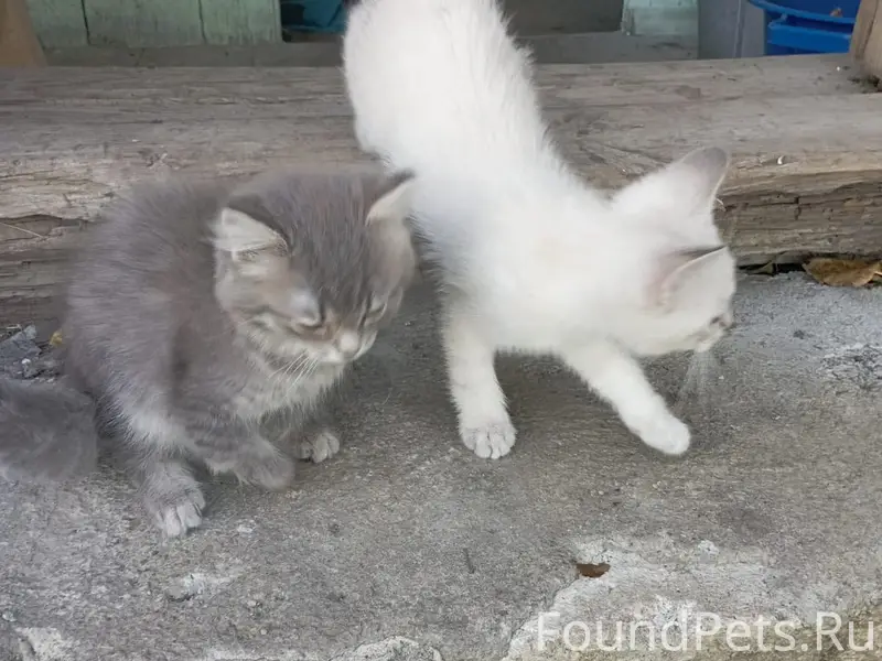 Найдены котята, Фершампенуаз