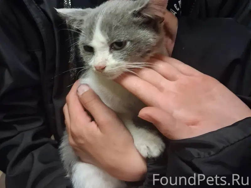 Найден котёнок, Ивантеевка