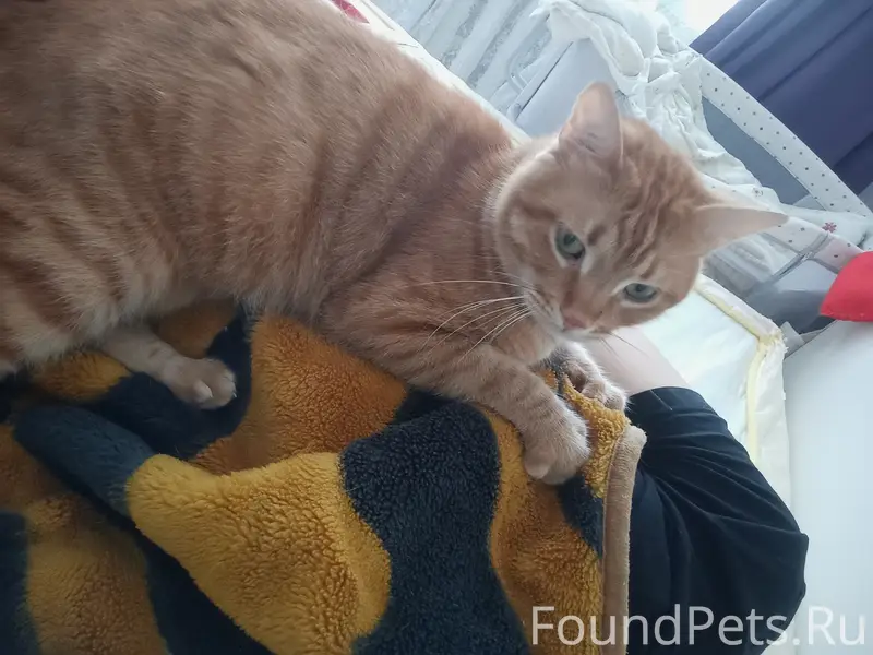 Пропал кот Рыжий, Керчь