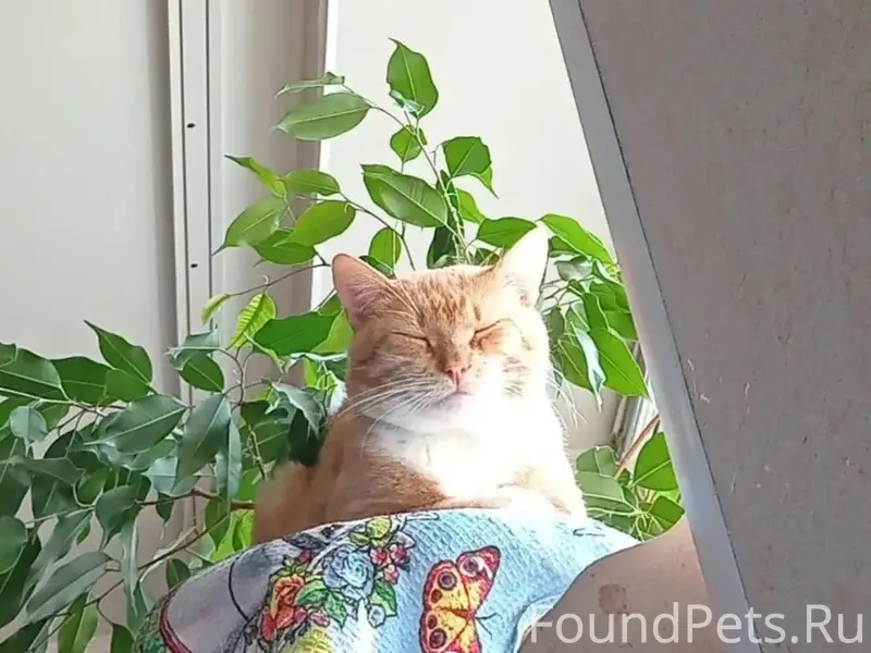 Пропал рыжий кот Хатико, Баранково