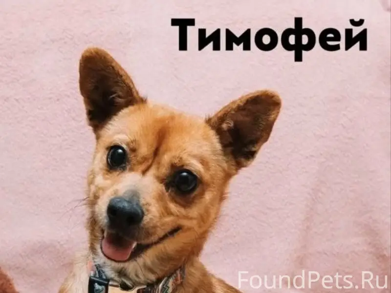 Пропал маленький песик Тимоша, Сочи