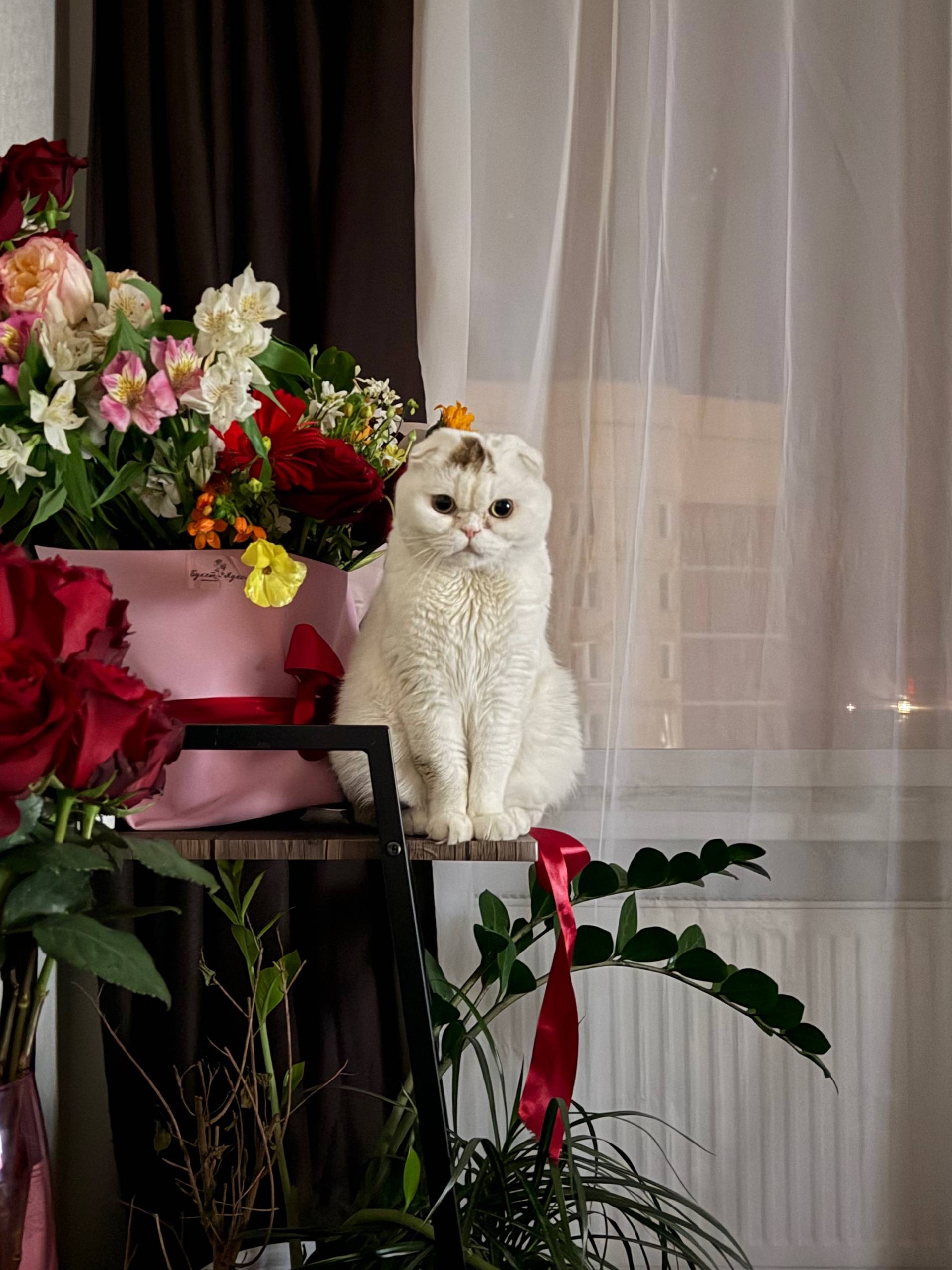 Пропал шотландский кот Жулик, Калининский район