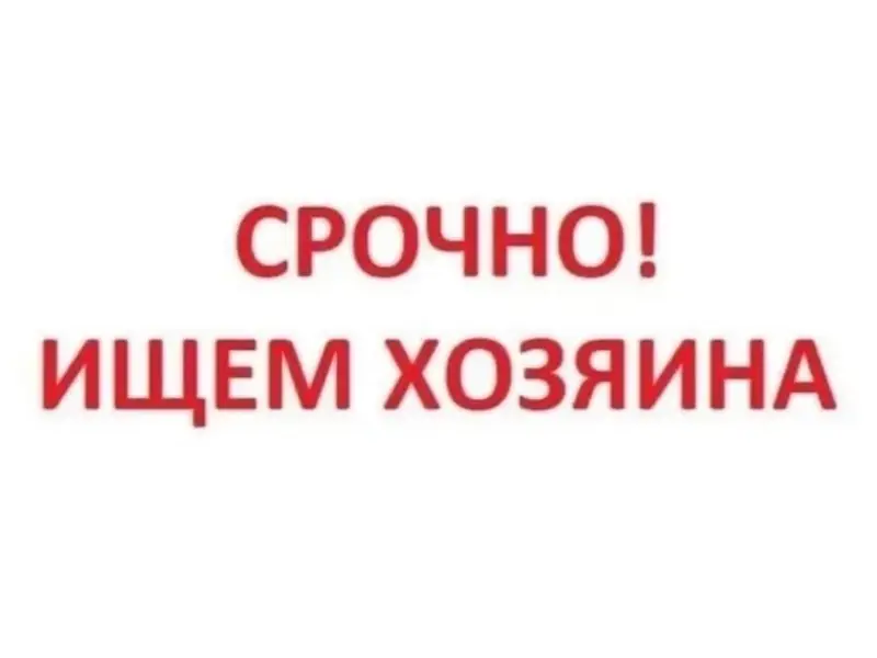 Найденна собака, Талажское шоссе
