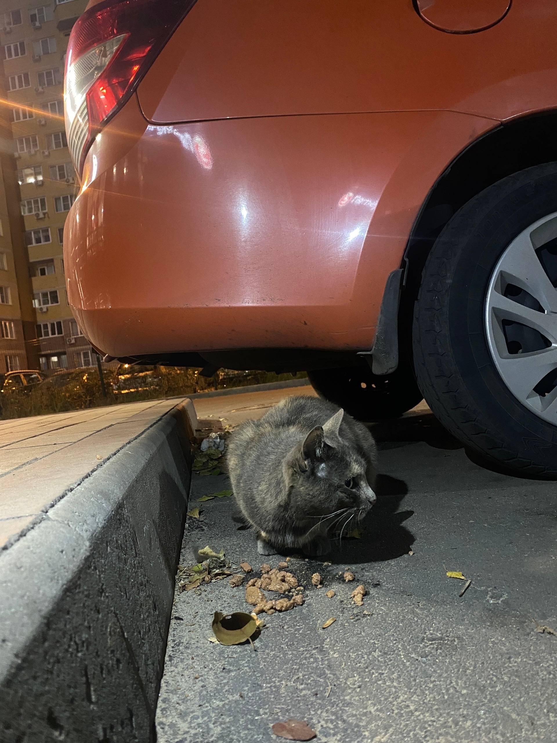 Найдена кошка, Воронеж, ЖК Дубль Два