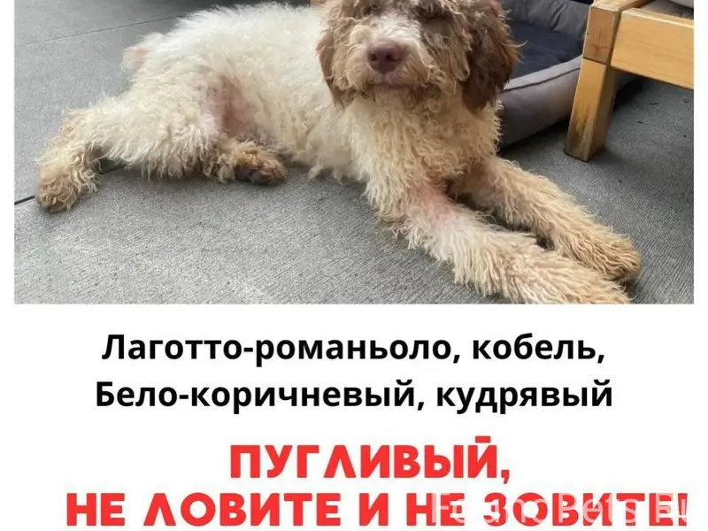 Пропал лаготто-романьоло, Девичье поле