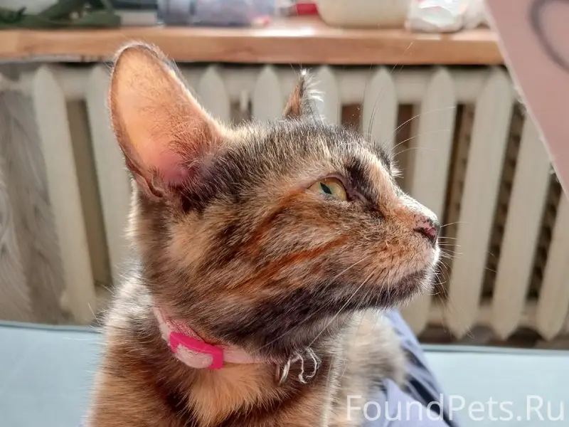 Пропала кошка, улица Цимлянская