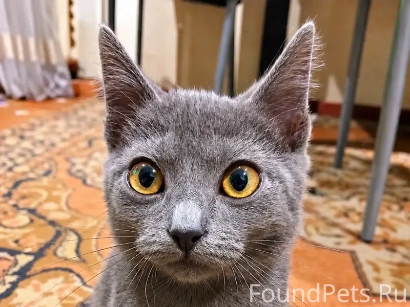 Найдена кошка