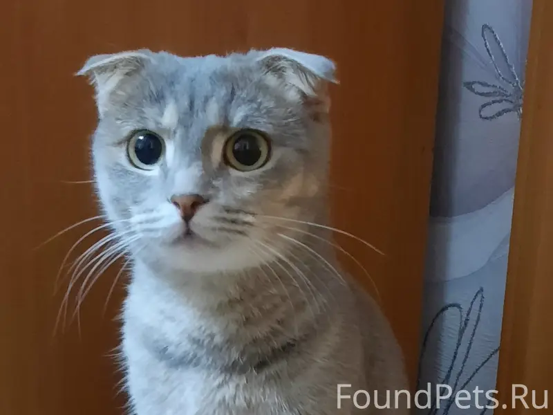 Найдена кошка, около апз