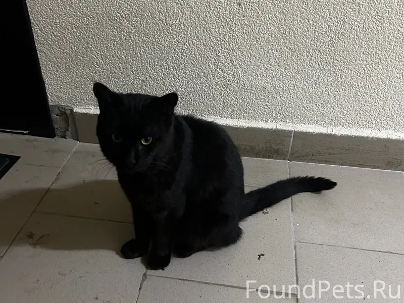 Найден кот, Советская 18