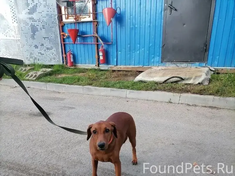 Пропала собака, Зеленоград, восточная промзона