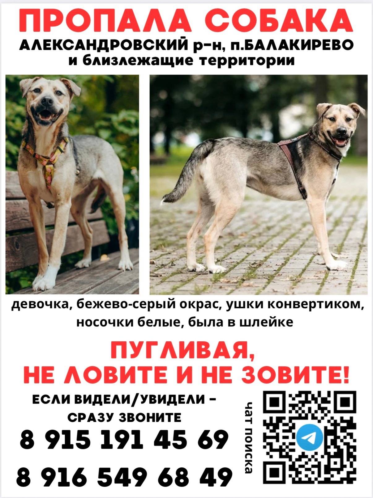 Пропала собака, Балакирево