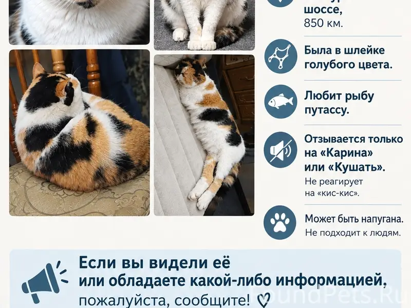 Пропала кошка Карина, Кемский муниципальный округ