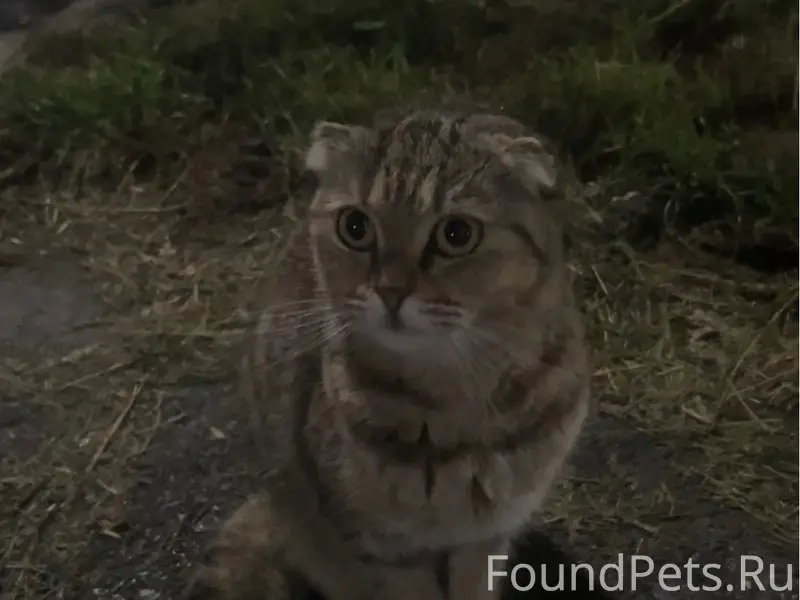 Найдена шотландская вислоухая кошка, Затон