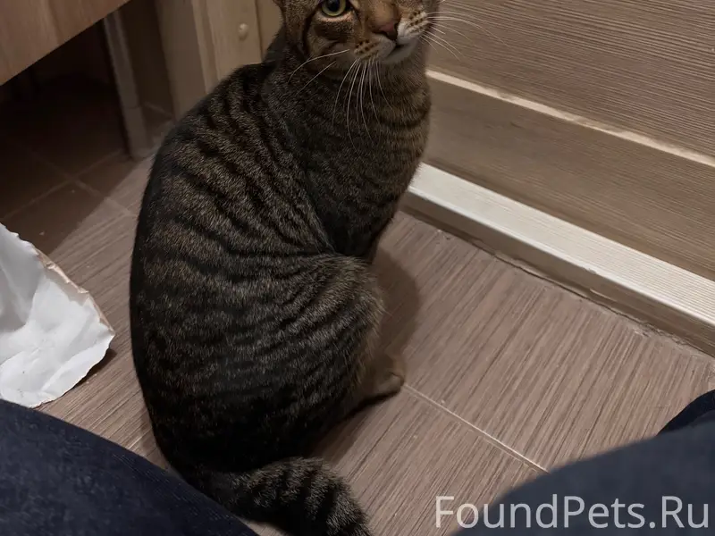 Найден кот, Мега парк