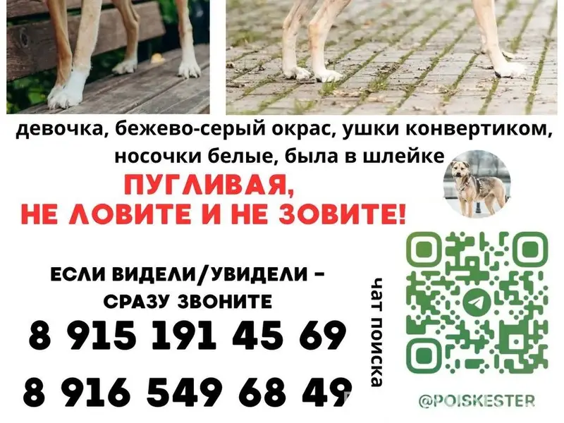 Пропала собака, бежевый окрас, Балакирево