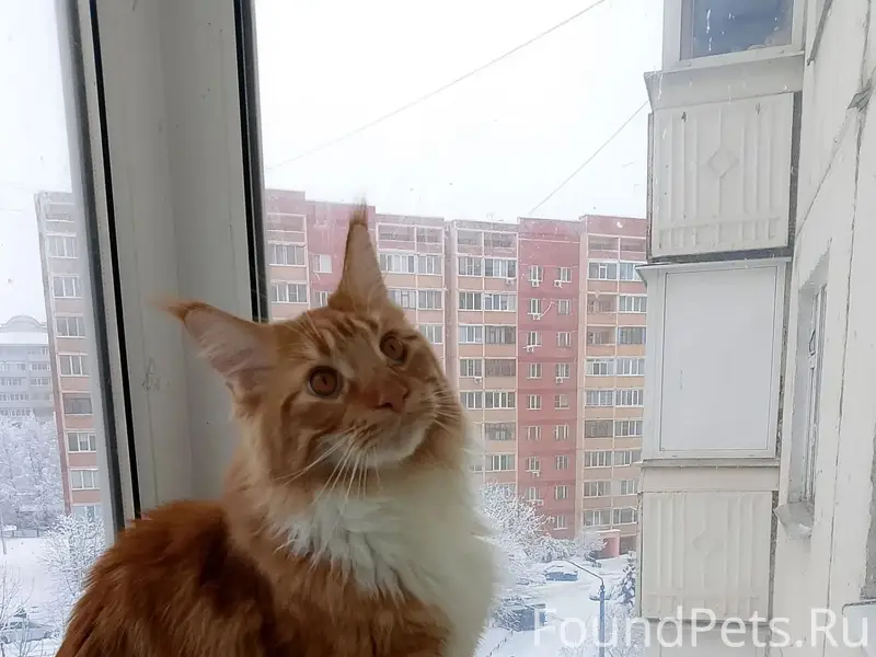 Пропал мейн-кун, Сентюрева 11/1