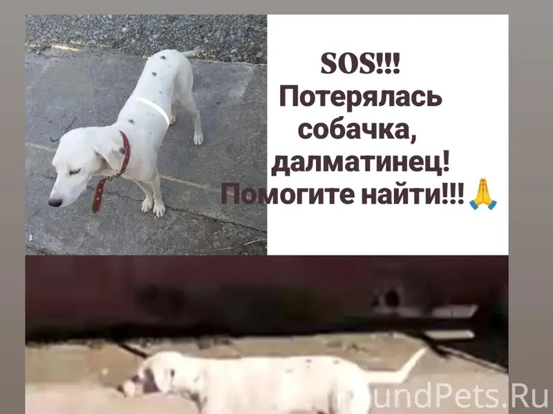 Пропала собака далматинец, район динамика г. Лабинск