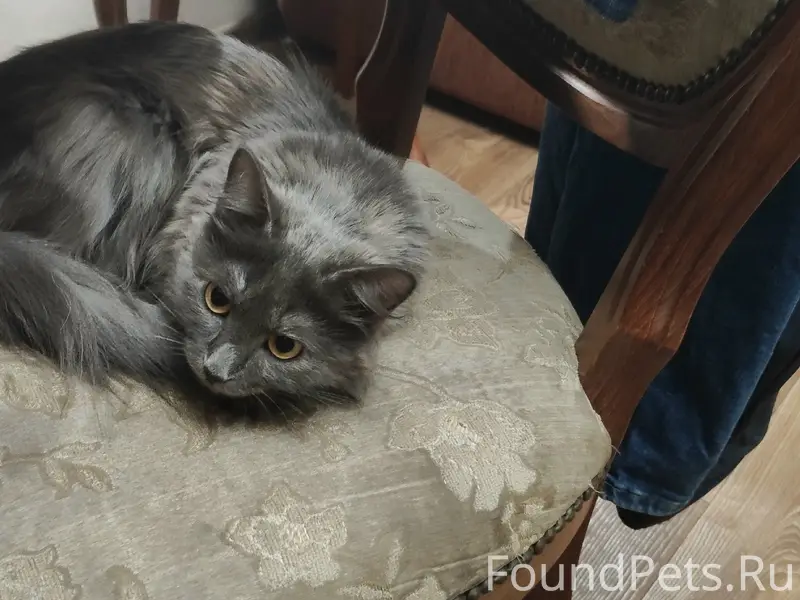 Пропала кошка, Шолохова 17