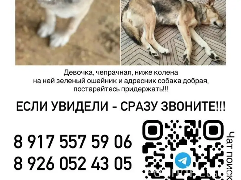 Пропала собака Найда, Истринский р-н