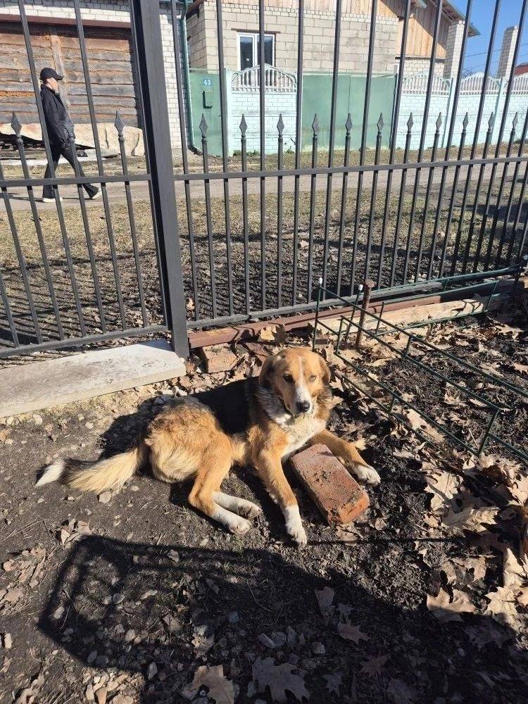 Пропал Гончая Гоня, г. Брянск