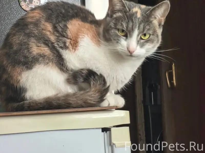 Пропала кошка Милка, школьный бульвар