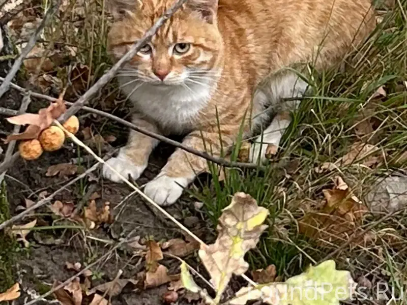 Найден рыжий кот Рыжик, район Мега-школы, Воронеж