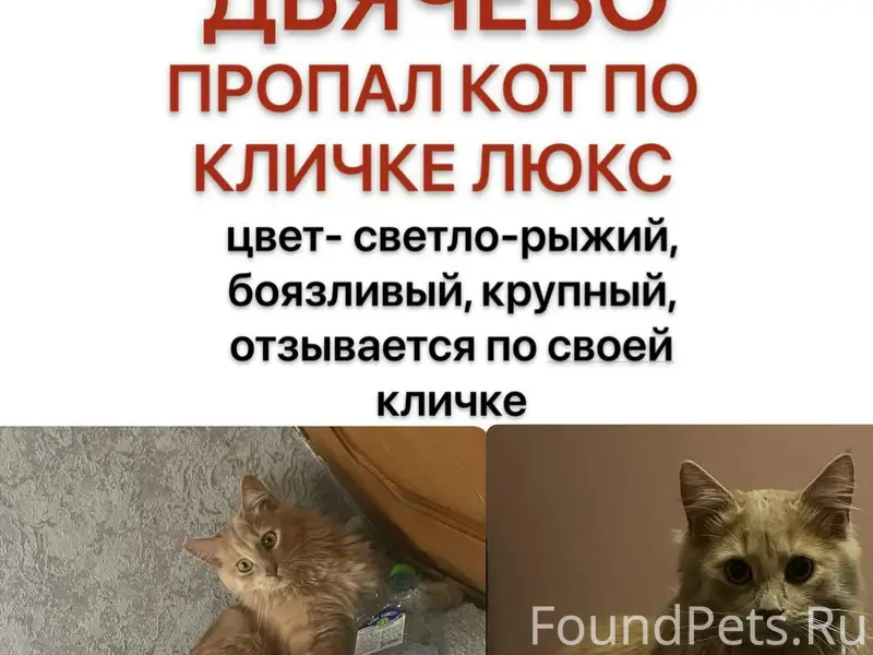 Пропал кот Люкс, Дьячево