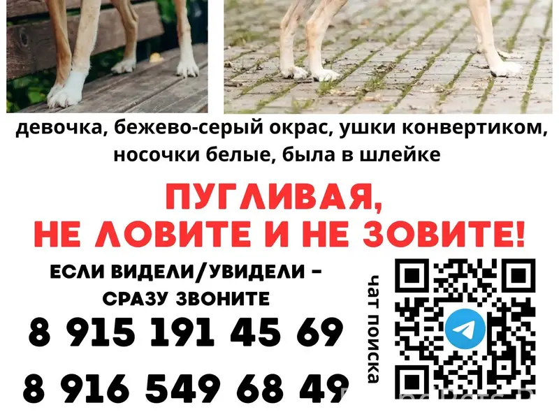 Пропала собака, Балакирево