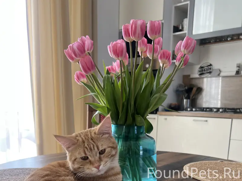 Пропал рыжий кот Малой!