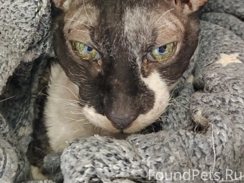 Нашли кота породы: Корниш Рекс