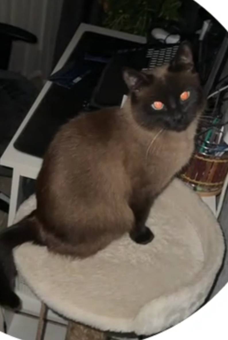 Пропал сиамский кот