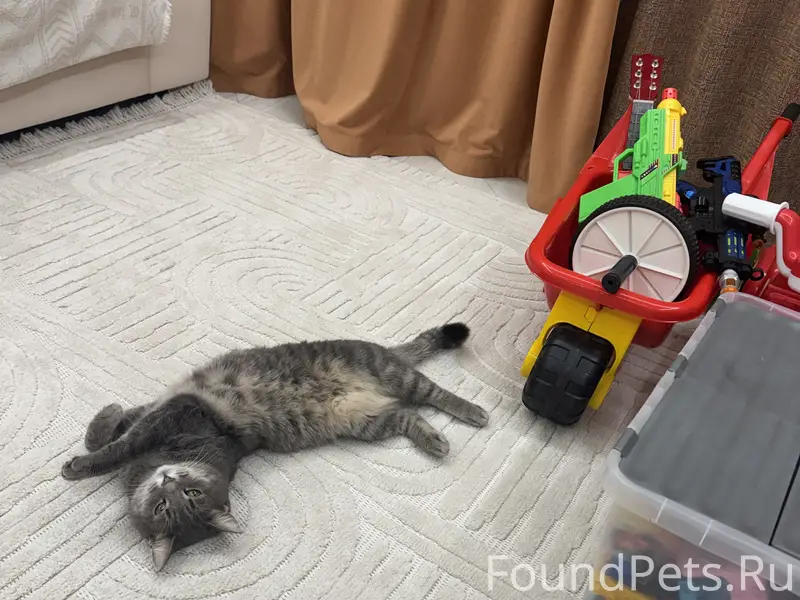 Пропала кошка серая Бетти 