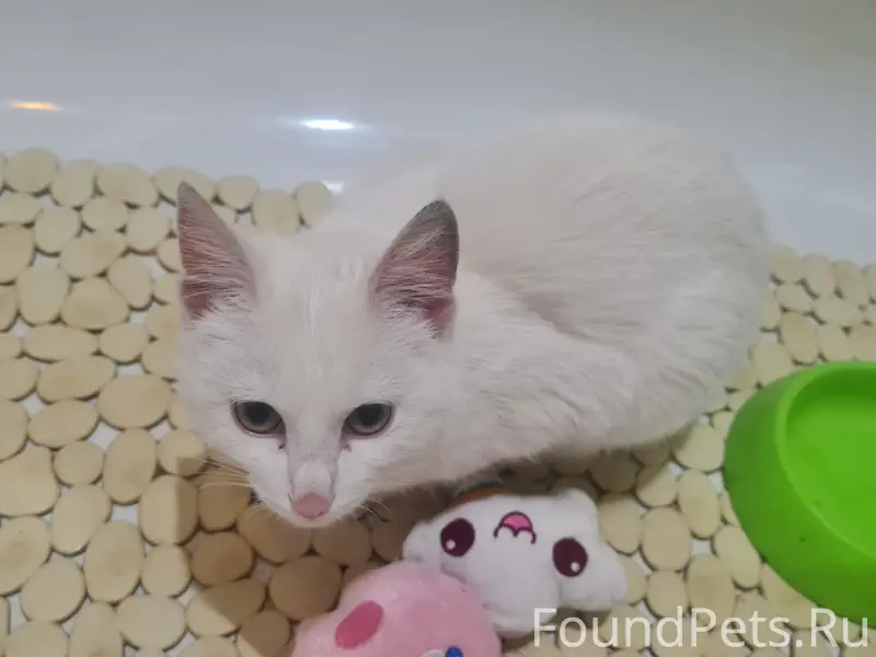 Найден котенок