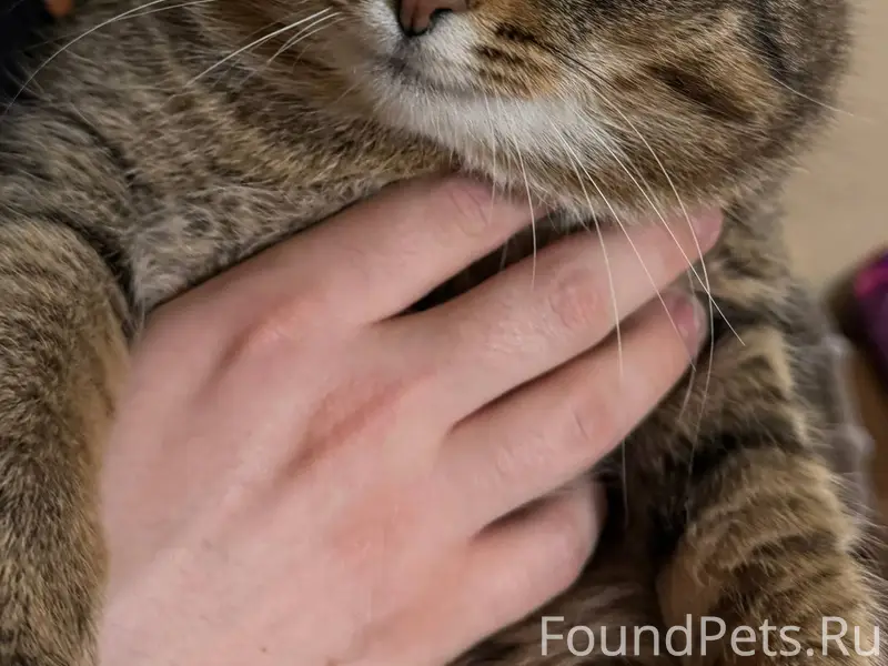 На улице Суворова пропал кот (...