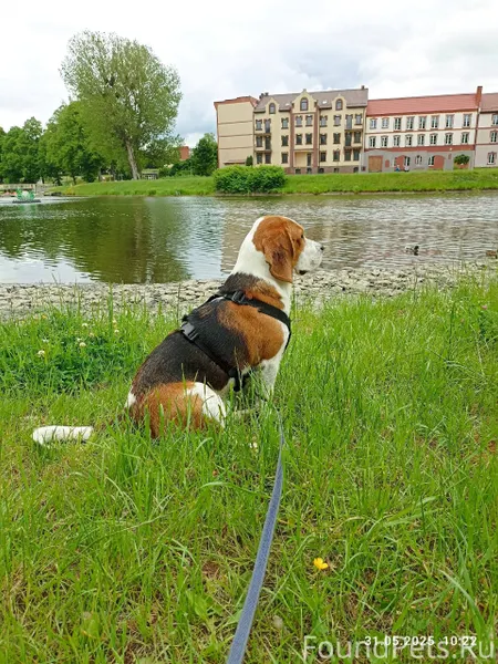 Пропала собака кличка Арчи. Ис...