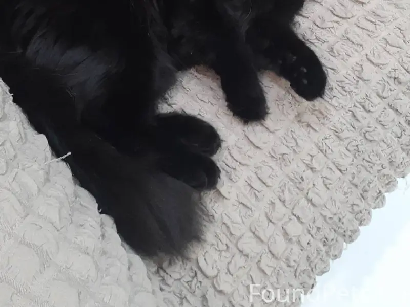 Пропал кот. Кто видел, пишите ...