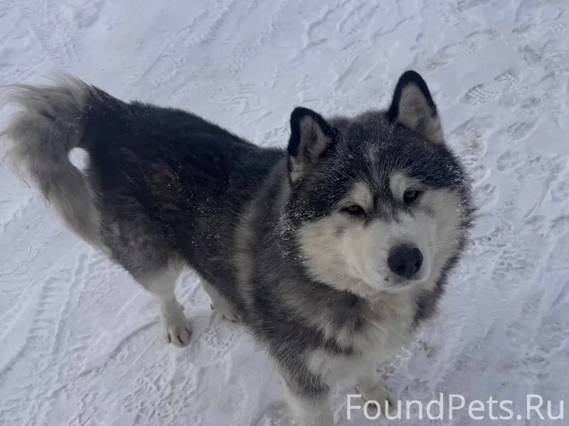 Всем здравствуйте! Кто потерял...