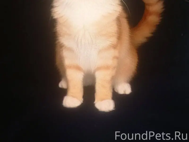 ⛑️⛑️⛑️СЛУЦК. РОЗЫСК КОТА! Проп...