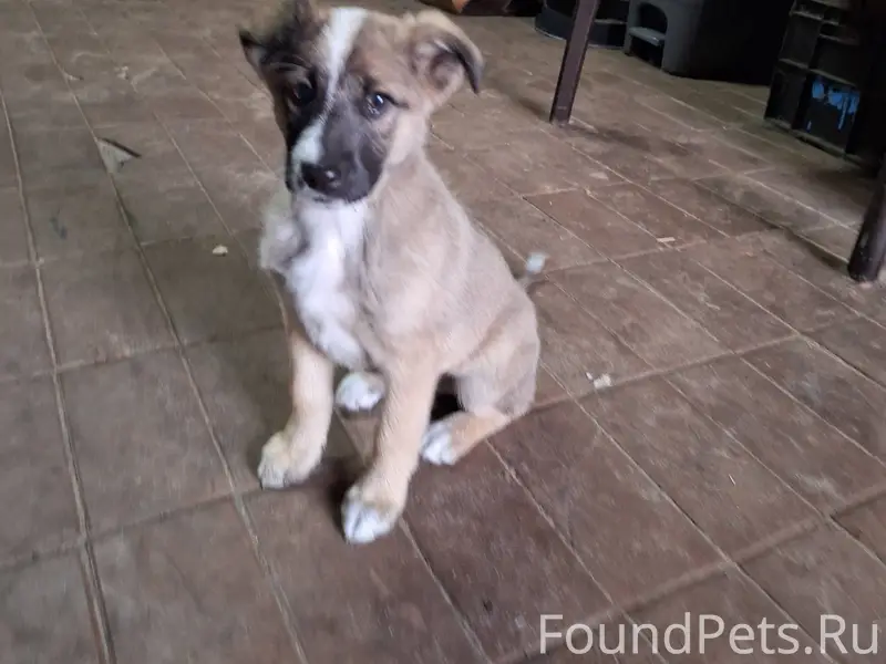 Пропала собака в районе Ассорт...