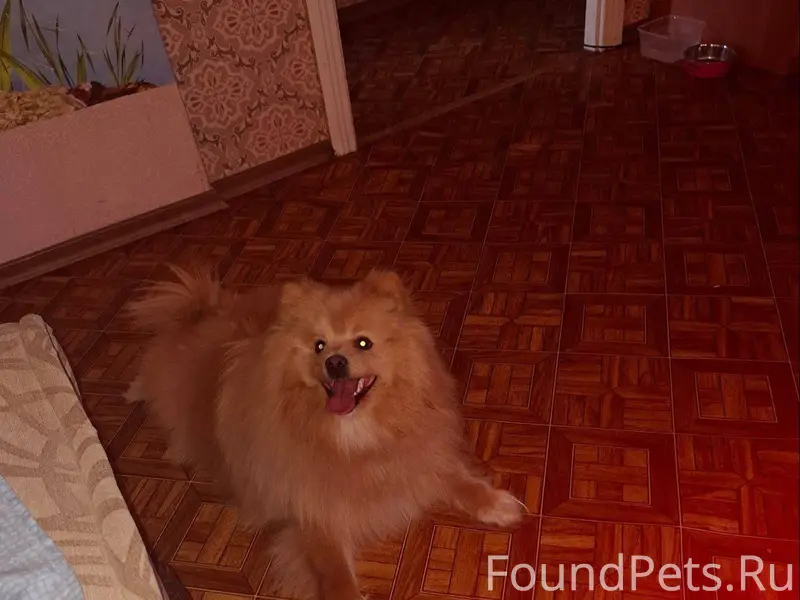 Тула еееее Найдена.шпиц в Заре...