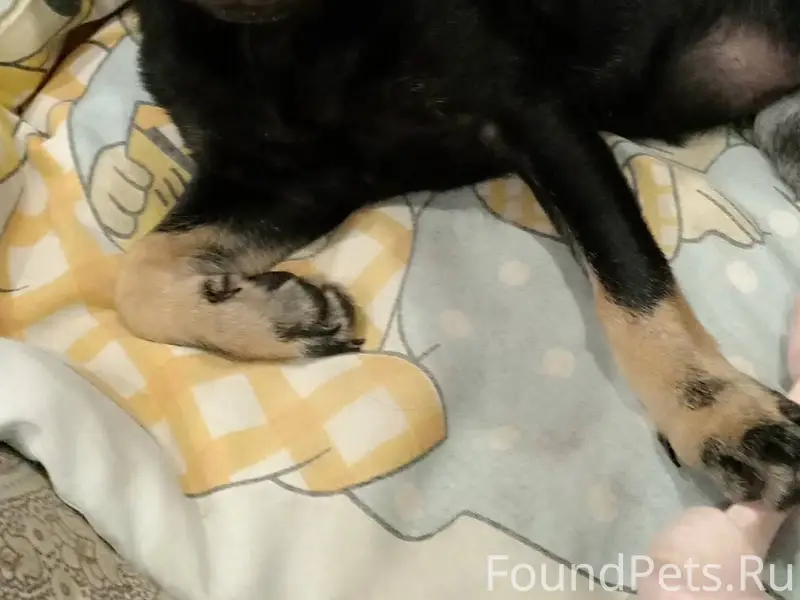 Внимание только что найден щен...