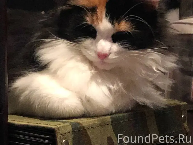 Пропала любимая кошка.