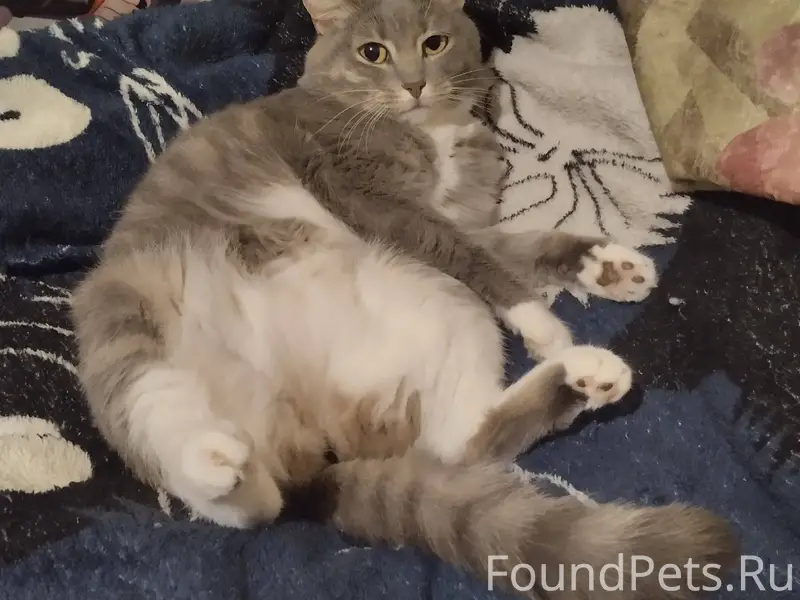 Пропала кошка Вася 31.01.26...