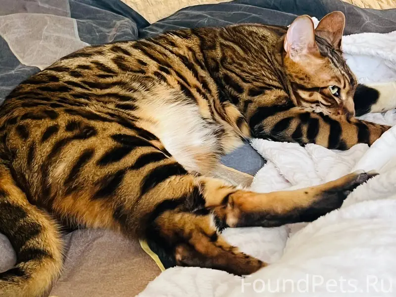 Пропал бенгальский кот, скорее...